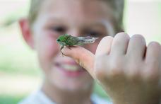 boys-and-bugs-david-jeffries